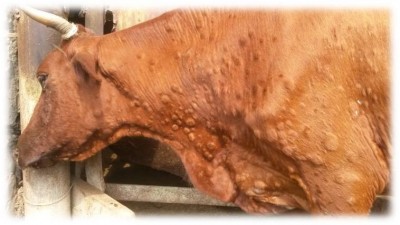 Обезопасить казахстанский скот от нодулярного дерматита.