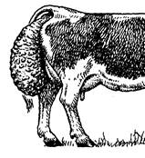 Как лечить геморрой у теленка