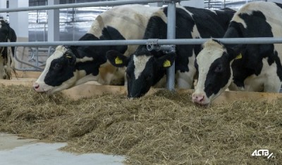 Минсельхоз не будет продлевать молочным фермам программу субсидии на покупку кормов.