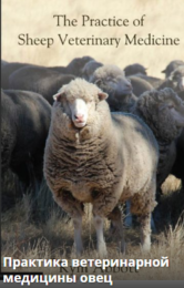практика ветеринарной медецины овец