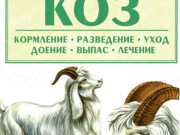 ангорские козы содержание