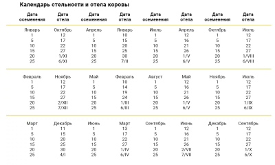 календарь стельности коров