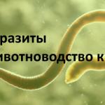Дегельминтизация — фото КРС