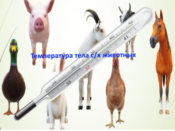 температура животных