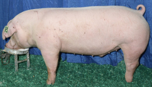 датцкий ландрас