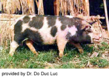 порода басюн