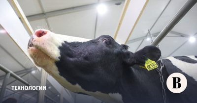 Стартап Neiry разрабатывает нейроимпланты для коров для увеличения надоев