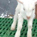 клонированый  козленок