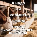 дача сена коровам