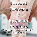 газовая гангрена