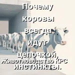 инстинкты коров