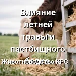 корова баланс