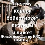 корова и лизунец