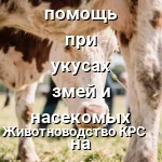 корова в поле