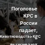 коровник