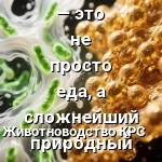 молоко химия