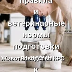 обработка вымени коровы