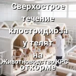 осмотр телят