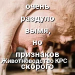 отек вымени первотелки