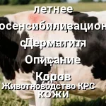 ожоги у коров от солнца
