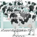 поведение лидера
