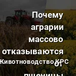 рапс