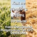 рубец кормление