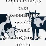 сравни доминант или лидер