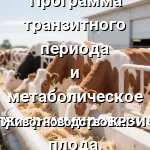 стельных коров голштинской породы