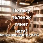 теленок брак