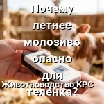 теленок молозьево