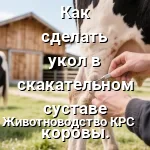 укол в скакательный стутсав