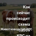 забой скота