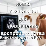 двойной Овсинх