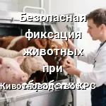 фиксация животных