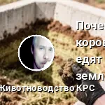 корова земля