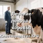 лечение поноса коровы