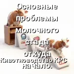 начало болезний у коровы
