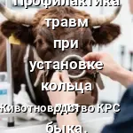носовое кольцо быка