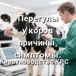 перегулы у коров