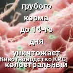 рубец теленка