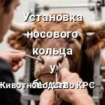 установка кольца быку