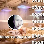 Внедрение УФО теленок