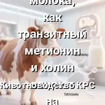 жирность молока