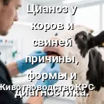 Цианоз у коров