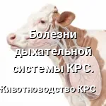 дыхательная система коров