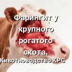 фарингит