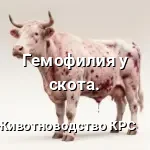 Гемофилия у скота