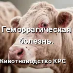 Геморрагическая болезнь