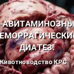 К АВИТАМИНОЗНЫЙ ГЕМОРРАГИЧЕСКИЙ ДИАТЕЗ